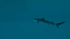 s_2.webp