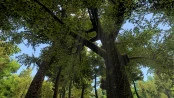 s_1.webp
